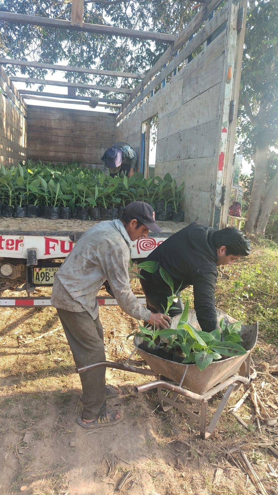 Acomodo de los plantones en el camión