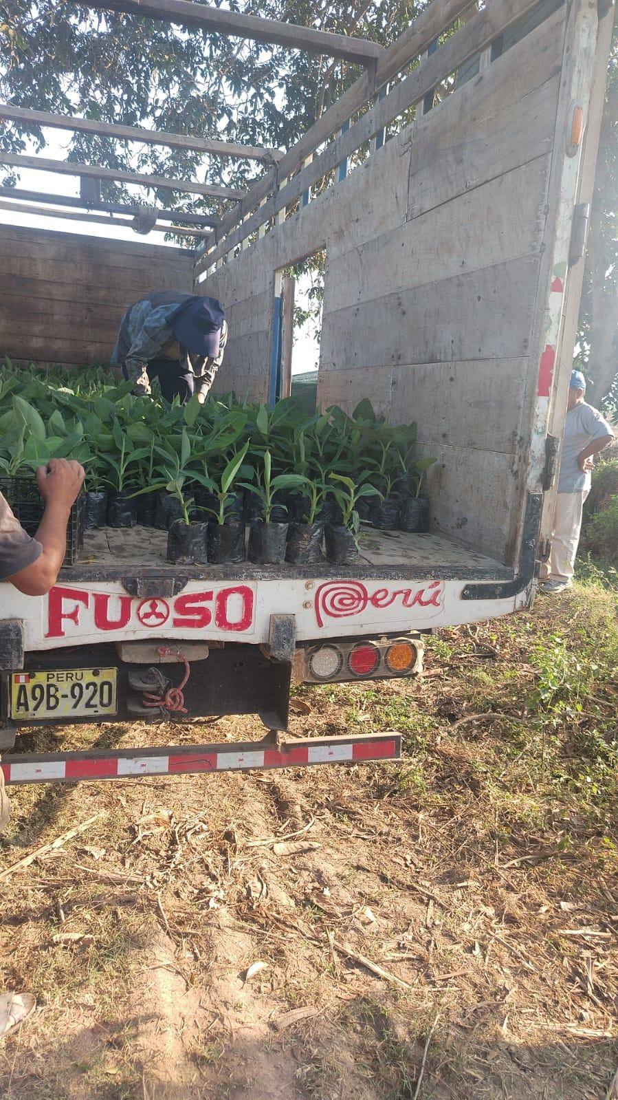 Plantones de banano listos para reparto