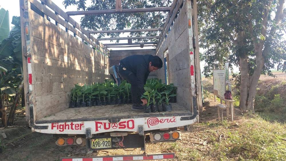 Camión con la carga completa de plantones