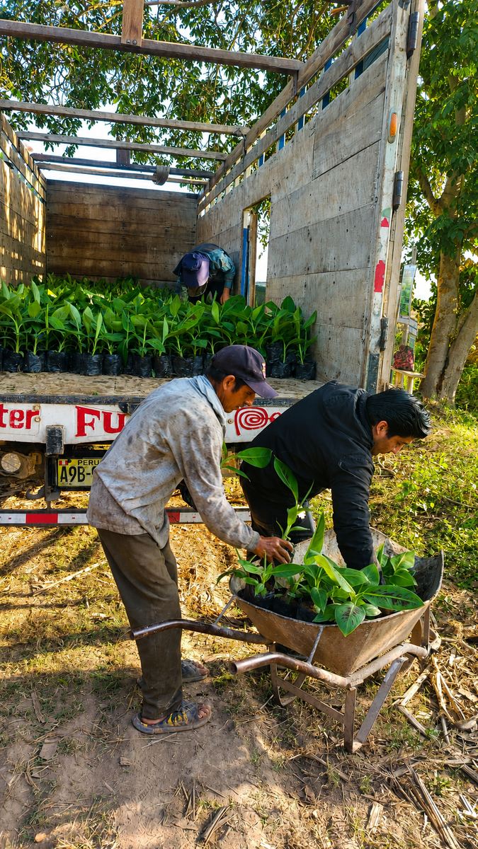 Traslado de plantones de banano en carretilla hacia el camión