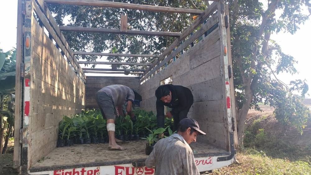 Estiba de plantones en la tolva del camión