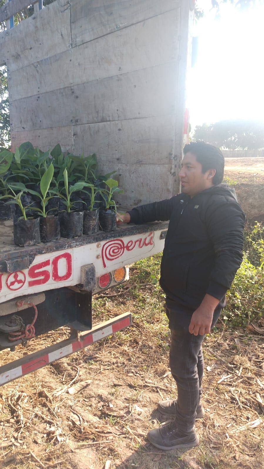 Plantones de banano listos en el punto de acopio