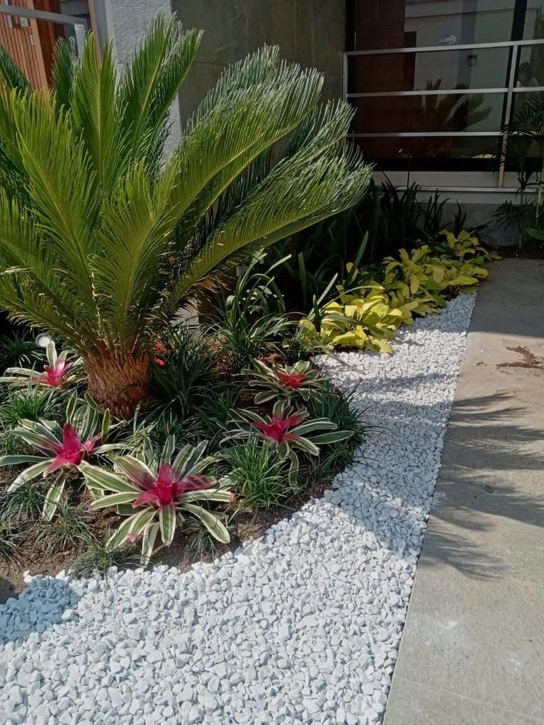 Cycas rodeada de piedra blanca decorativa