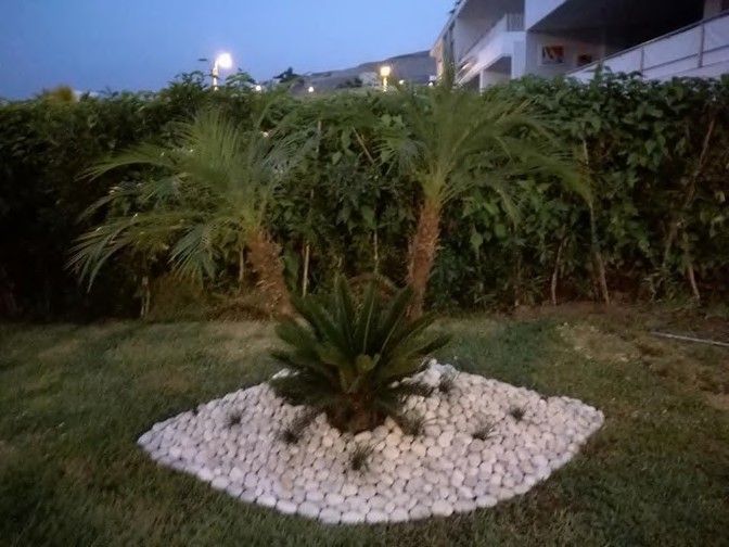Palmera con base de canto rodado