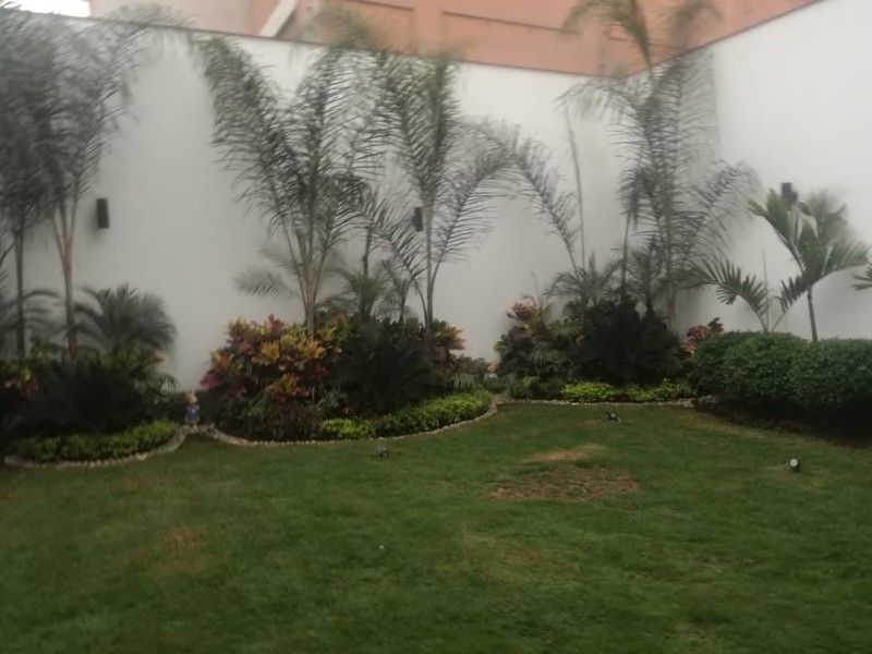 Patio con grass y palmeras