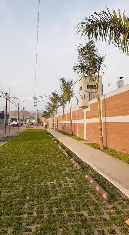 Vereda con palmeras a lo largo del muro perimétrico